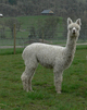 alpaca for sale