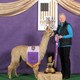 alpaca for sale