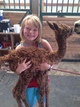 alpaca for sale
