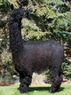 alpaca for sale