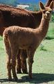 alpaca for sale