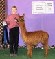 alpaca for sale