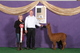alpaca for sale