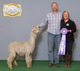 alpaca for sale