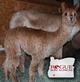 alpaca for sale