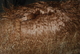 alpaca for sale