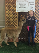 alpaca for sale