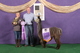 alpaca for sale