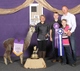 alpaca for sale