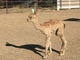 alpaca for sale