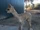 alpaca for sale