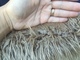 alpaca for sale