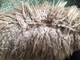 alpaca for sale