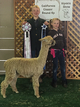 alpaca for sale