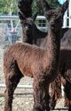 alpaca for sale