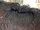 alpaca for sale