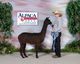 alpaca for sale