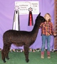 alpaca for sale
