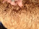 alpaca for sale
