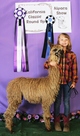 alpaca for sale
