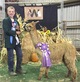 alpaca for sale