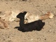 alpaca for sale