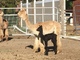 alpaca for sale