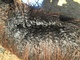alpaca for sale