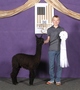 alpaca for sale