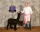 alpaca for sale