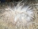 alpaca for sale