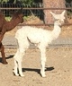 alpaca for sale