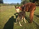 alpaca for sale