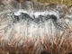 alpaca for sale