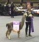 alpaca for sale