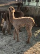alpaca for sale