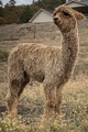 alpaca for sale