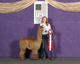 alpaca for sale