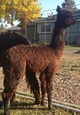alpaca for sale