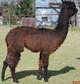 alpaca for sale