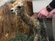 alpaca for sale
