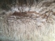 alpaca for sale