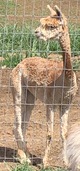 alpaca for sale