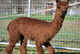 alpaca for sale