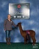 alpaca for sale