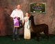 alpaca for sale