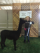 alpaca for sale