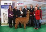 alpaca for sale