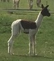 alpaca for sale