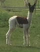 alpaca for sale